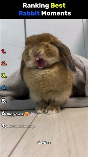 Ranking The FUNNIEST Bunny Moments 🐰#shorts #usa #viral