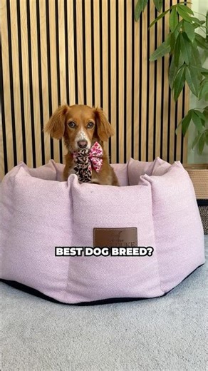 Do You Know The Best Dog Breed? #shorts #cockapoo #doglove #dogcomedy