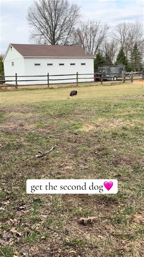 Sister Dog Bond: Why Getting a Second Dog Strengthens Their Friendship