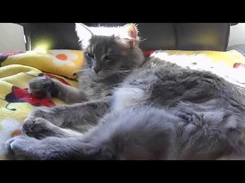 Cat asthma attack cat coughing