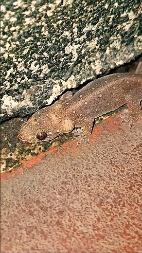 Animal World - Wildlife: Mantis vs. Lizard, Who is the Winner? #Mantis #Lizard #Gecko #Wildlife #Zoo