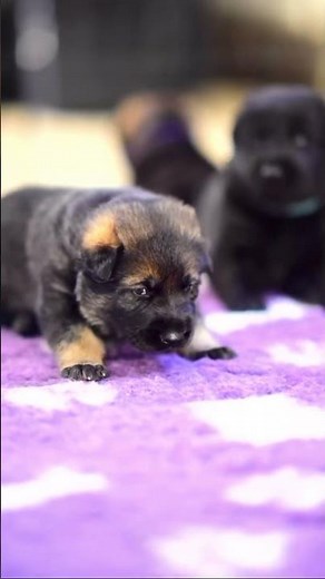 ❤️Cute GSD Age 2 Weeks