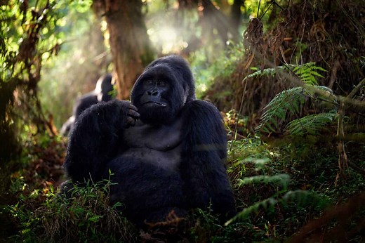 How Smart Are Gorillas? Everything We Know About Their Intelligence