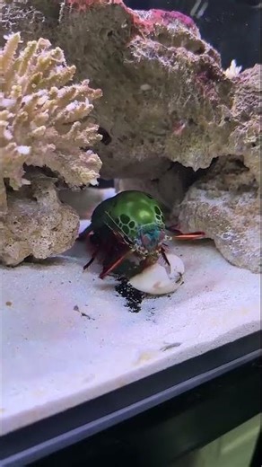 Mantis Shrimp Hunting Techniques Explained!