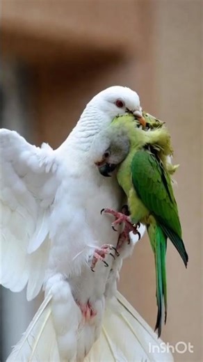 kabutar Tote ko Bachata# cartoon hua#short video