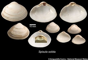 Surf clam - Alchetron, The Free Social Encyclopedia
