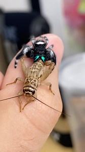 23K views · 550 reactions | Feeding my mature male regal jumping...