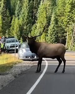 What a beautifully majestic creature 😯 | UNILAD