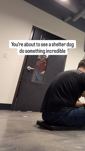 16K views · 38K reactions | As you can see, Goyo wants to get adopted from the @humanesocietytampa! His intake photo didn’t show off his amazing personality so we had to give him a Second Shot! Thanks to @evotoai for sponsoring his Second Shot! | AGoldPhoto Pet Photo Studio | Facebook