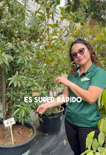 Cosecha tus propios duraznos en casa