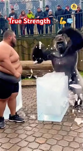250KG Man vs Gorilla Power, Ice Block Challenge Shocking Ending #subscribe #shorts