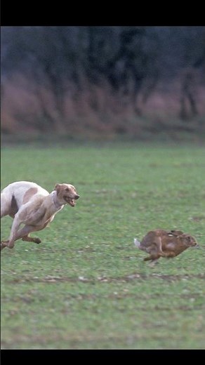 Super Speed Hunting, Coursing Dog vs Rabbit Hare / Galgos vs Liebres 2023,24 ‎@ExplorePotohar