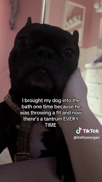 Lily (@itslilymorgan)’s videos with original sound - Lily