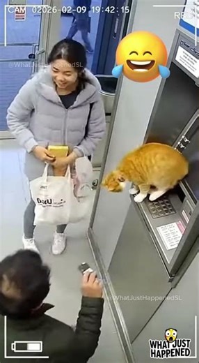 Cat Guards the ATM… Nobody Can Withdraw 😂🐱🏧 #shorts #cat #cctv