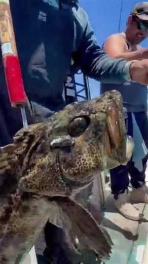 Two Lingcod on the Same Bait! Epic Double Catch in Ensenada 🎣 Blackfin Sportfishing