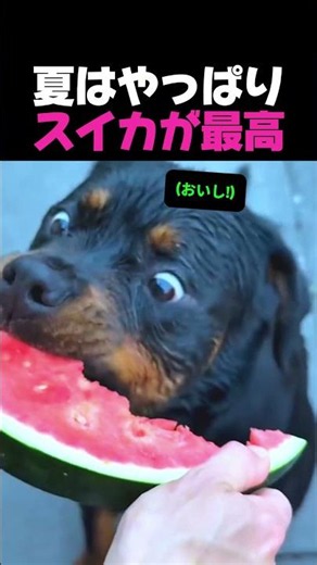 夏はやっぱり スイカが最高