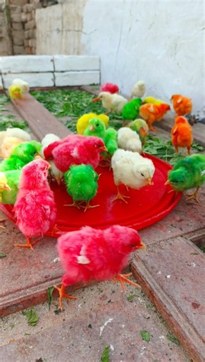 Unbelievable Rainbow Chicks Magic Moments | murgi ke bacchon ki video | chicken free sound #shorts