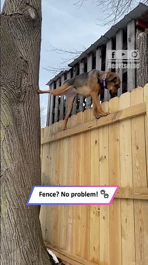 Dog Balances on Fence Like a Pro | Nola the Fearless Rescue Pup|| Heartsome 💖