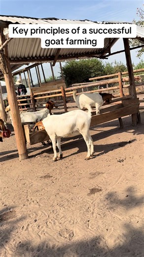 Key principles of a successful goat farming 1 Breed Selection 2 Housing and shelter 3 Nutrition and feeding 4 Healthy management 5 Record keeping. #fyp #goat #uganda #kenyantiktok🇰🇪 #pembreedingfarms