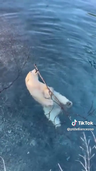 Polar Bear Laerke's World Bear Day Fun