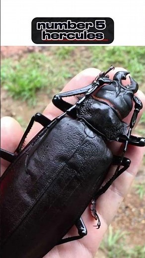 Top 10 Biggest insects in the world !!!