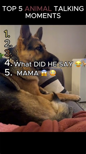 TOP 5 ANIMAL TALKING MOMENTS 😳😱 #viral #petsrule #animalhumor #funny #hilariousfails #memes