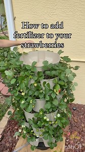 Level up your strawberry game with a midseason fertilizer boost! 🍓🌿 In this reel, I show you step-by-step how to use BerryTone fertilizer in the pockets of your GreenStalk vertical planter. Happy strawberries, happy gardener! 🌱✨ #GardeningTips #BerryTone #VerticalPlanter #greenstalk #growingstrawberries | Homegrown Florida