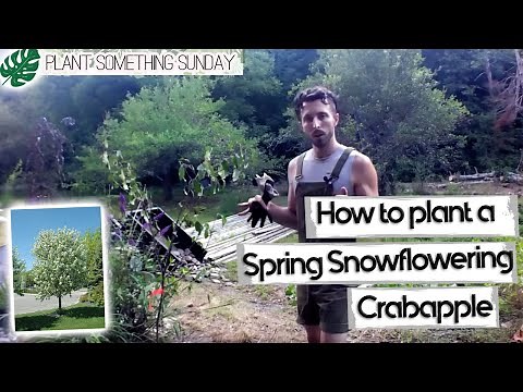 How to Plant a Spring Snowflowering Crabapple - (a beginner's guide)