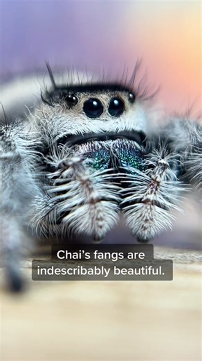 The Stunning Beauty of Jumping Spider Chai's Fangs