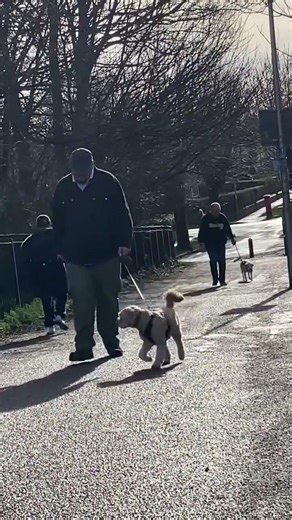 #dogshorts #dogs #happy #walking #cockapoo #rescuedog #cute #doglove #pets #nature #dogwalk #dog