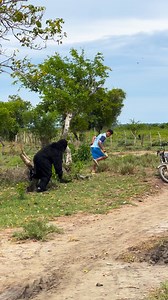 El gorila | El Peluca Humor Tv
