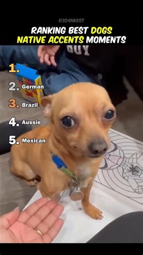 Ranking Best Dogs Native Accents Moments