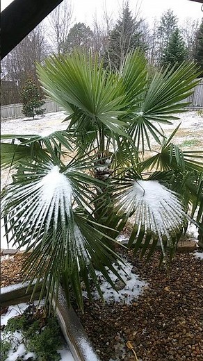 Windmill Palm in Snow. --Gardens and Palms--