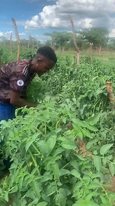 Murimisi wevanhu CommanderZim on Reels