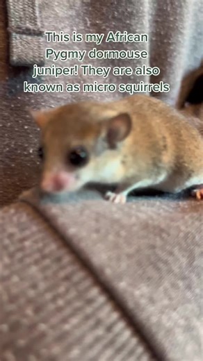 Proper Care Guide for African Pygmy Dormouse | Micro Squirrels