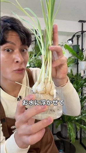 How to grow garlic leaves (rare ingredient) 🧄 #garlic #cooking #delicious