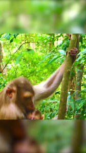 Poor baby monkey has been kidnapped Part 10 | Monkey Magic