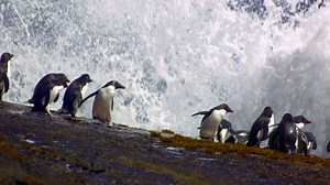 Rockhopper Penguins