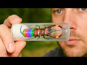 10 Most Expensive Insects to Find and Sell