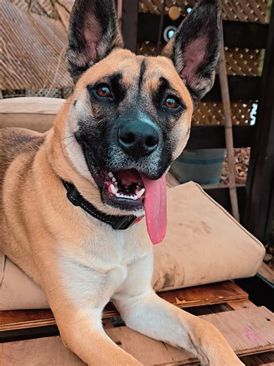 #fypシ #dogsoftiktok #dogpack #doglovers #dogs