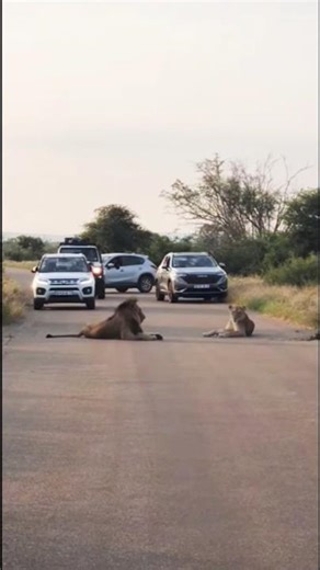 lion sitting relaxed in the middle of the road