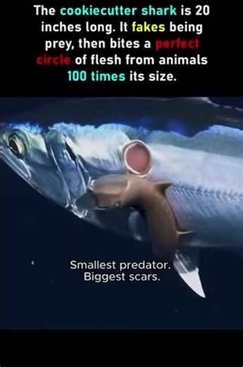 Small predator give big Scars | Cookiecutter Shark