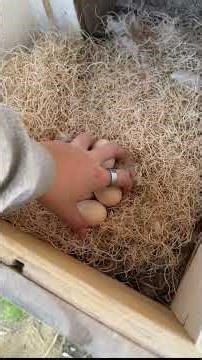 Collecting rent from my chickens!🥚 #rent #eggs #farmfresh #chickensofyoutube #farmlife