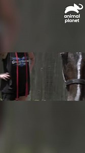 Los guardianes expresan su preocupación por el tiempo que los caballos han estado atados, mencionando que podrían llevar semanas. Deciden avisar al departamento del alguacil para llevárselos. ¿Viven atados? ¡Intervención necesaria! 🚨🐎 #GuardianesAlRescate Descubre más contenidos como este en #HBOMax Suscríbete ahora https://bit.ly/MAX-AnimalPlanetLa | Animal Planet Latinoamérica