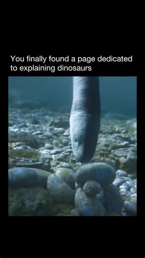 Explaining Dinosaurs on Instagram: "Mosasaurus hoffmannii was one of the largest mosasaurs to ever live, dominating the oceans near the end of the Late Cretaceous around 72 to 66 million years ago, during the Maastrichtian. Based on the most reliable fossil evidence, adults are estimated to have reached about 11 to 13 meters in length (roughly 36 to 43 feet). Claims of much larger sizes mostly come from older or speculative sources rather than solid data. It had a sleek, hydrodynamic body and a 