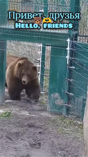 привет от Мансура🫶🐻#mansurbear #авиамедведь