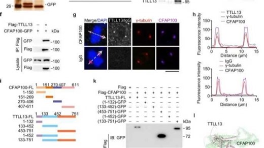 NatureComms上的一项研究表明，CFAP100在角质细胞分化中将微管谷氨酰胺化与角质细胞的纺锤极完整性相结合，以促进表皮发育。