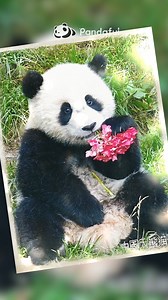 9.8K reactions · 678 shares | Baby #Panda’s #summertime With a gentle sniff, the baby panda discovers nature's beauty. Soon, the world will be her playground, filled with adventures big and small. But for now, a simple flower is all the magic she needs. #babypanda #cute #animallovers | Pandaful | Facebook