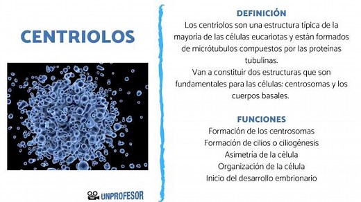 CENTRIOLOS: funciones, características y estructura - [RESUMEN!]