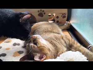 床がぽかぽかになると猫たちは突然こうなります…笑